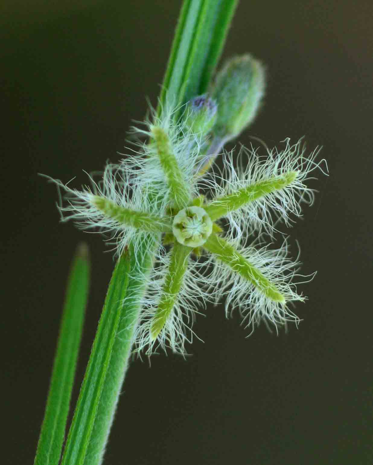 Aspidoglossum angustissimum subsp. brevilobum