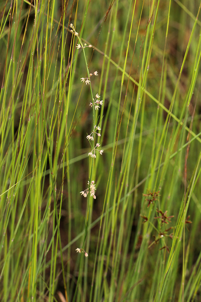 Aspidoglossum interruptum