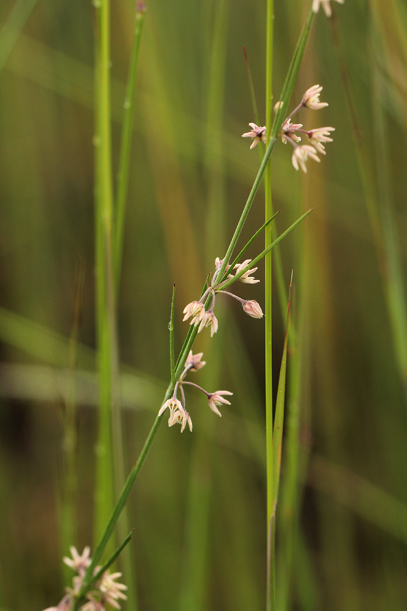 Aspidoglossum interruptum
