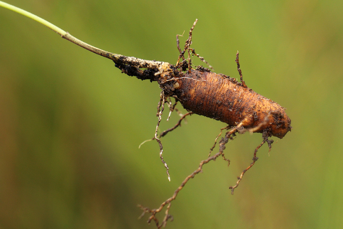 Aspidoglossum interruptum