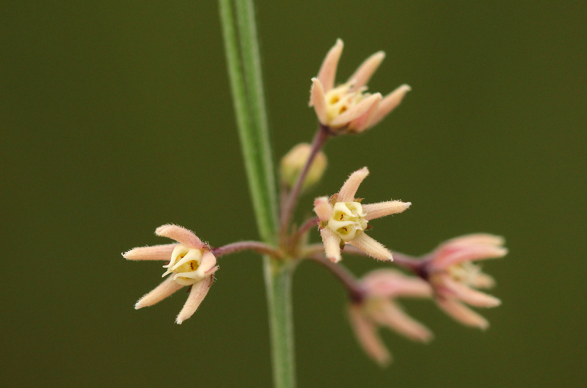 Aspidoglossum interruptum