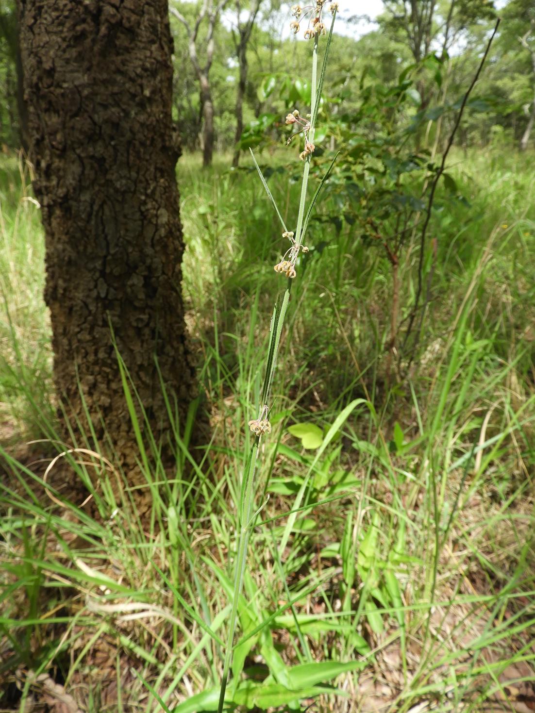 Aspidoglossum interruptum