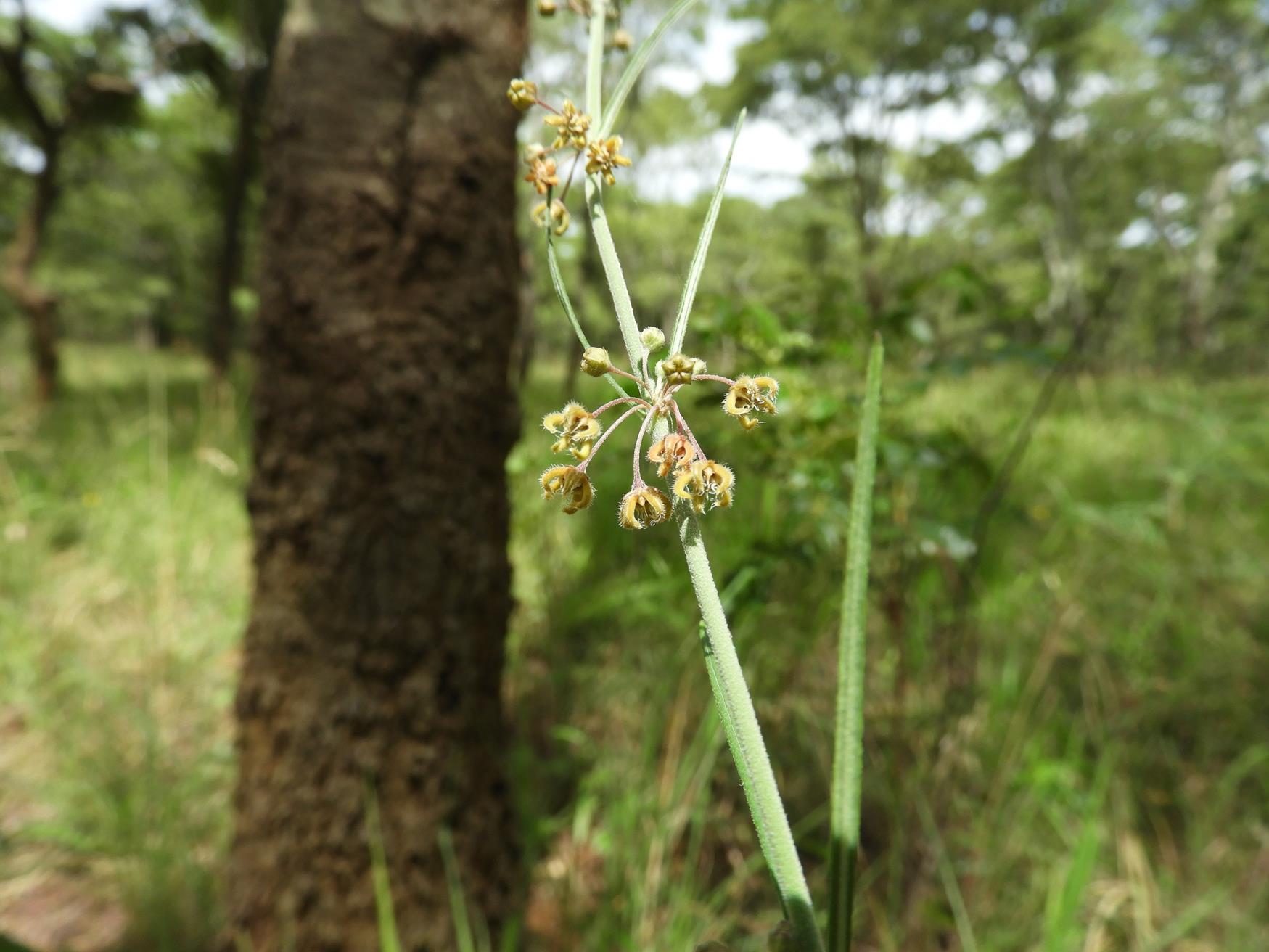 Aspidoglossum interruptum