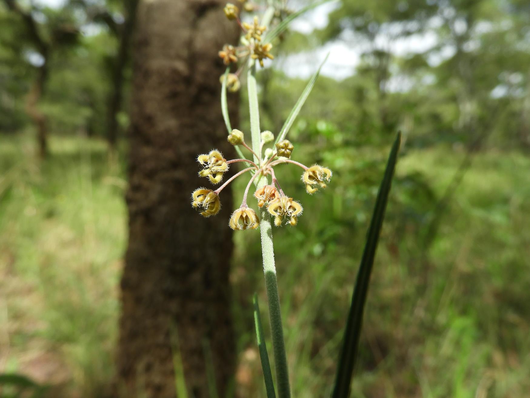 Aspidoglossum interruptum Aspidoglossum interruptum
