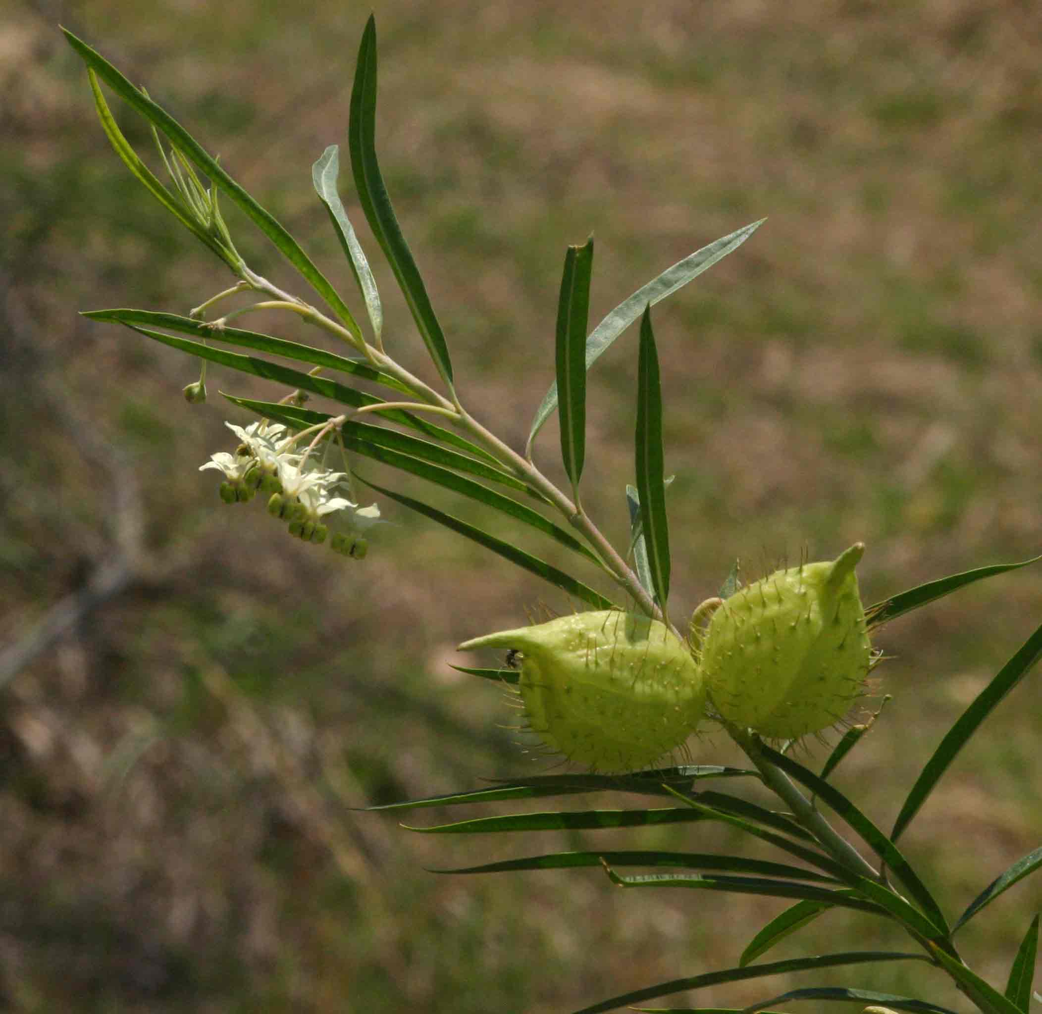 Gomphocarpus fruticosus subsp. fruticosus Gomphocarpus fruticosus subsp. fruticosus
