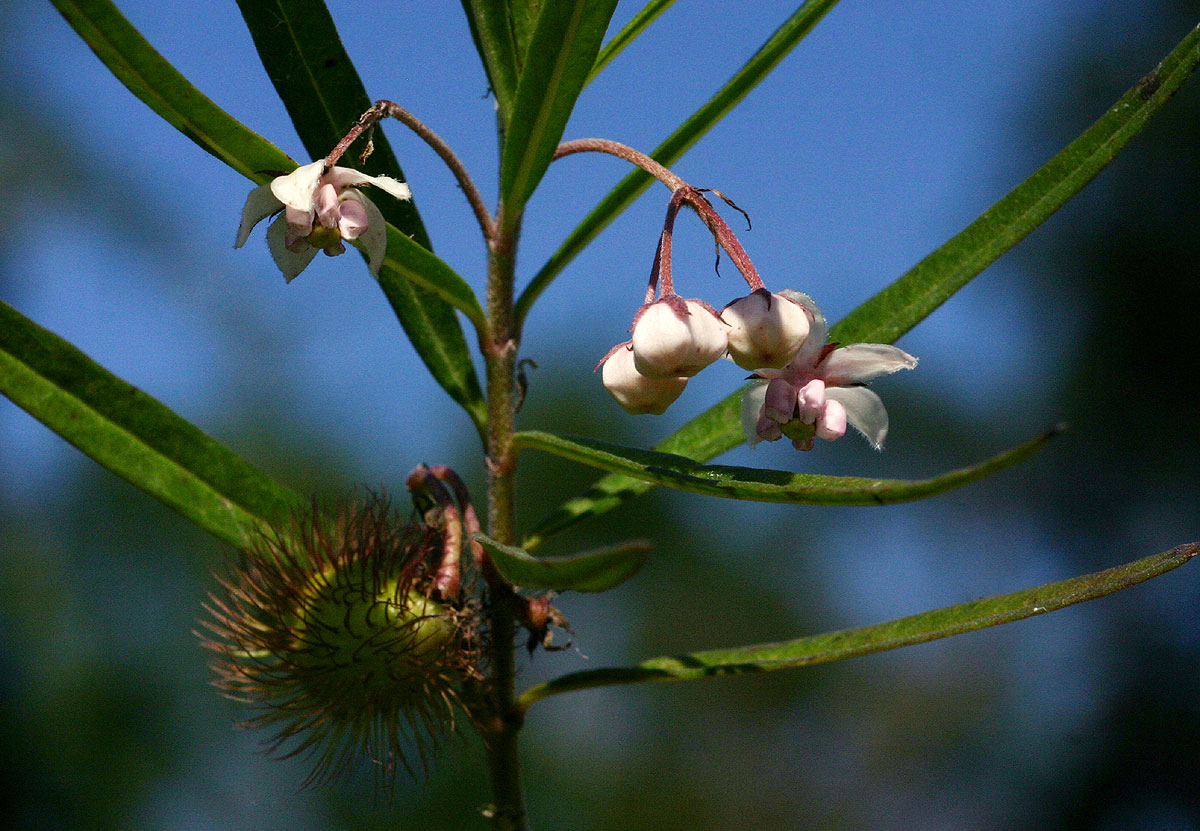 Gomphocarpus fruticosus subsp. fruticosus Gomphocarpus fruticosus subsp. fruticosus