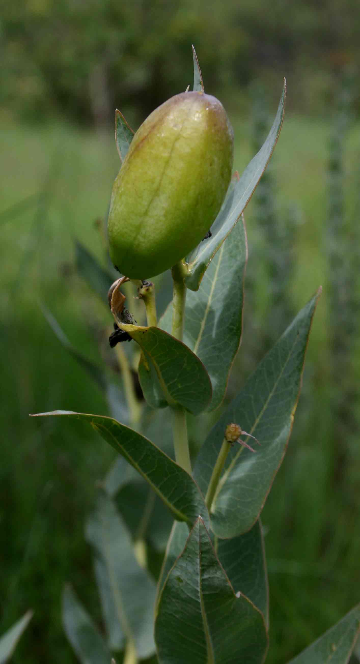 Gomphocarpus glaucophyllus