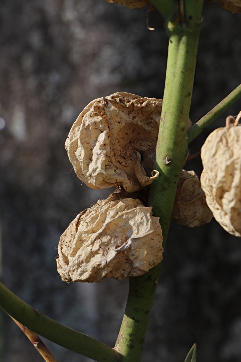 Gomphocarpus physocarpus
