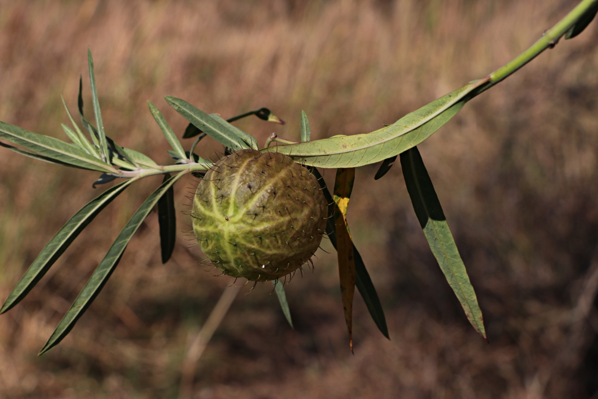 Gomphocarpus physocarpus