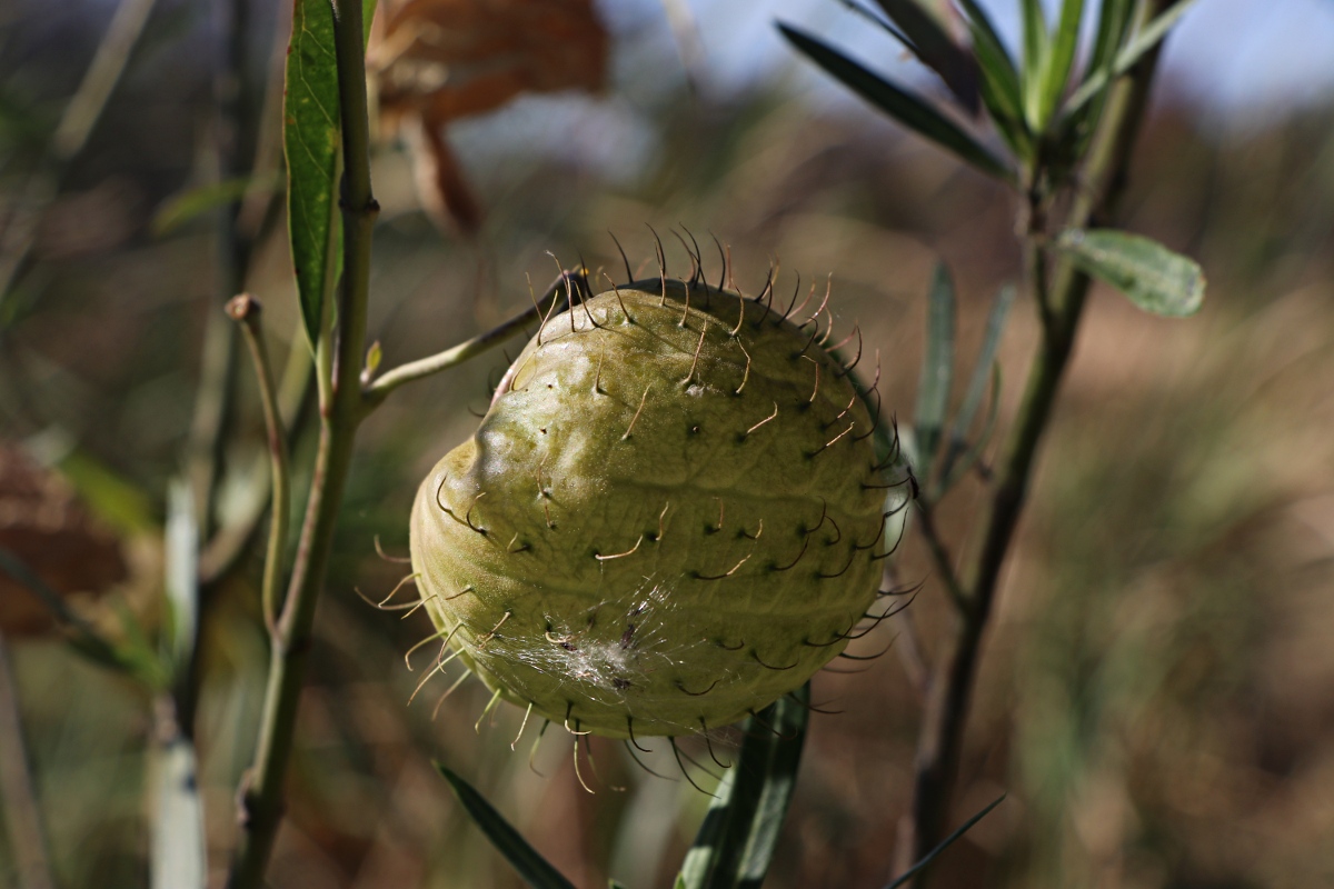 Gomphocarpus physocarpus
