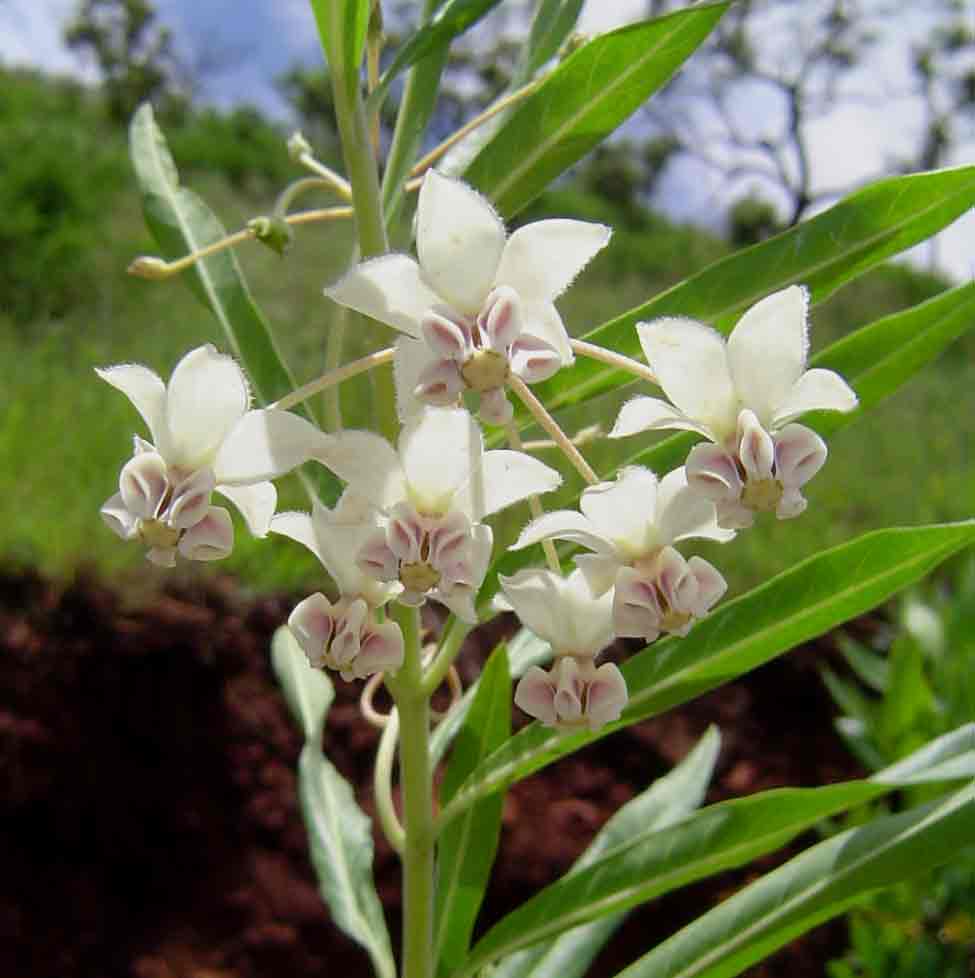 Gomphocarpus physocarpus