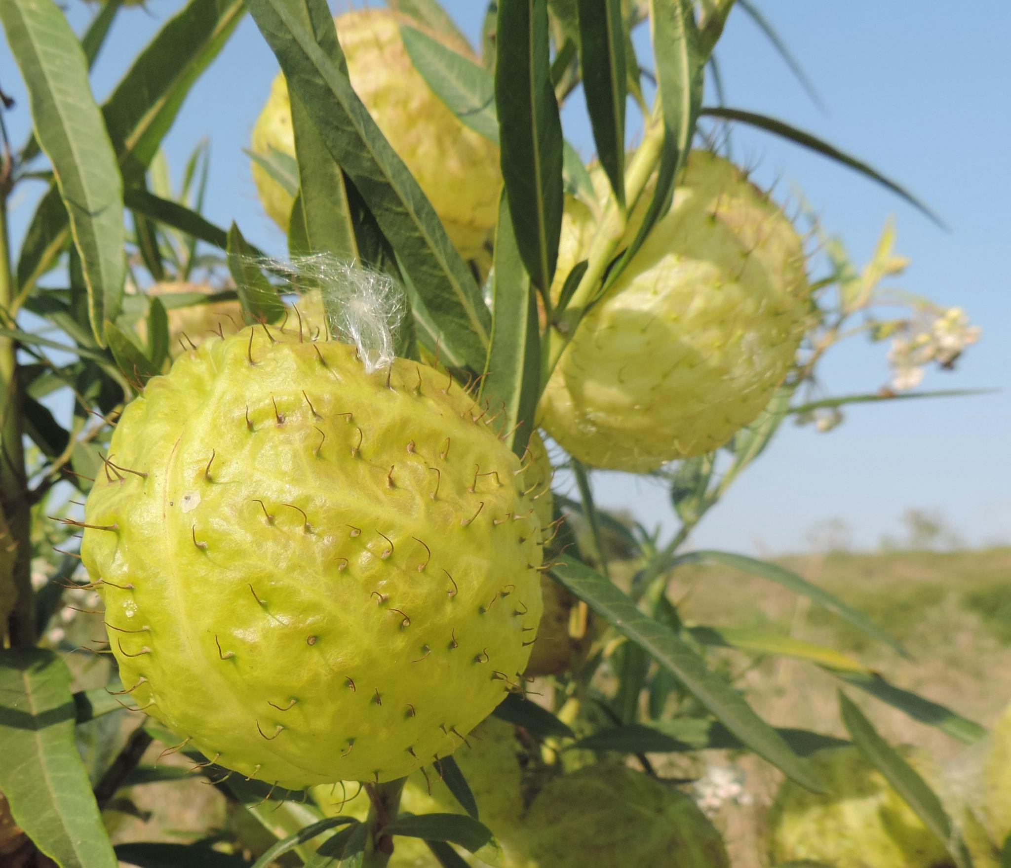 Gomphocarpus physocarpus
