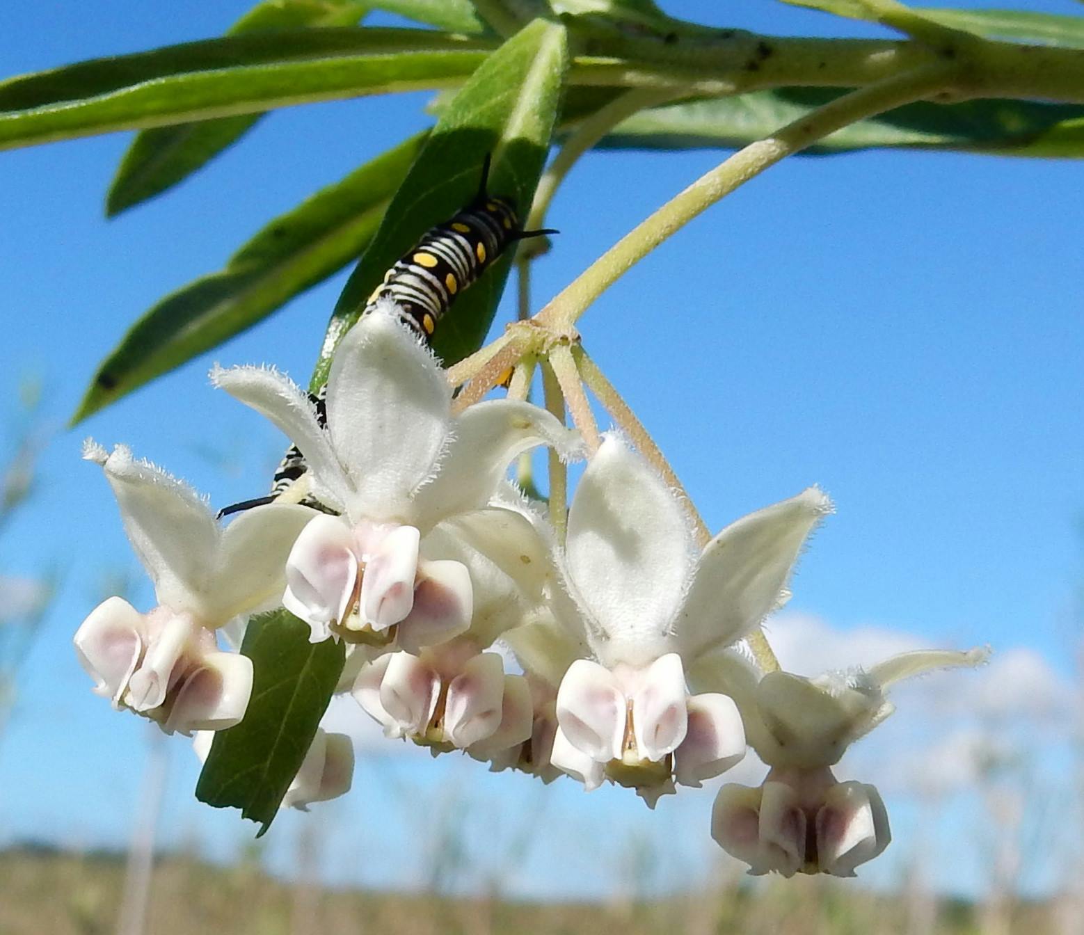 Gomphocarpus physocarpus