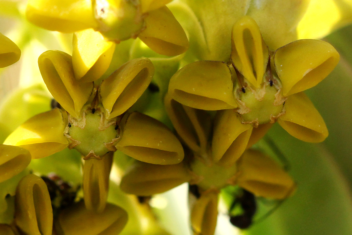 Gomphocarpus swynnertonii