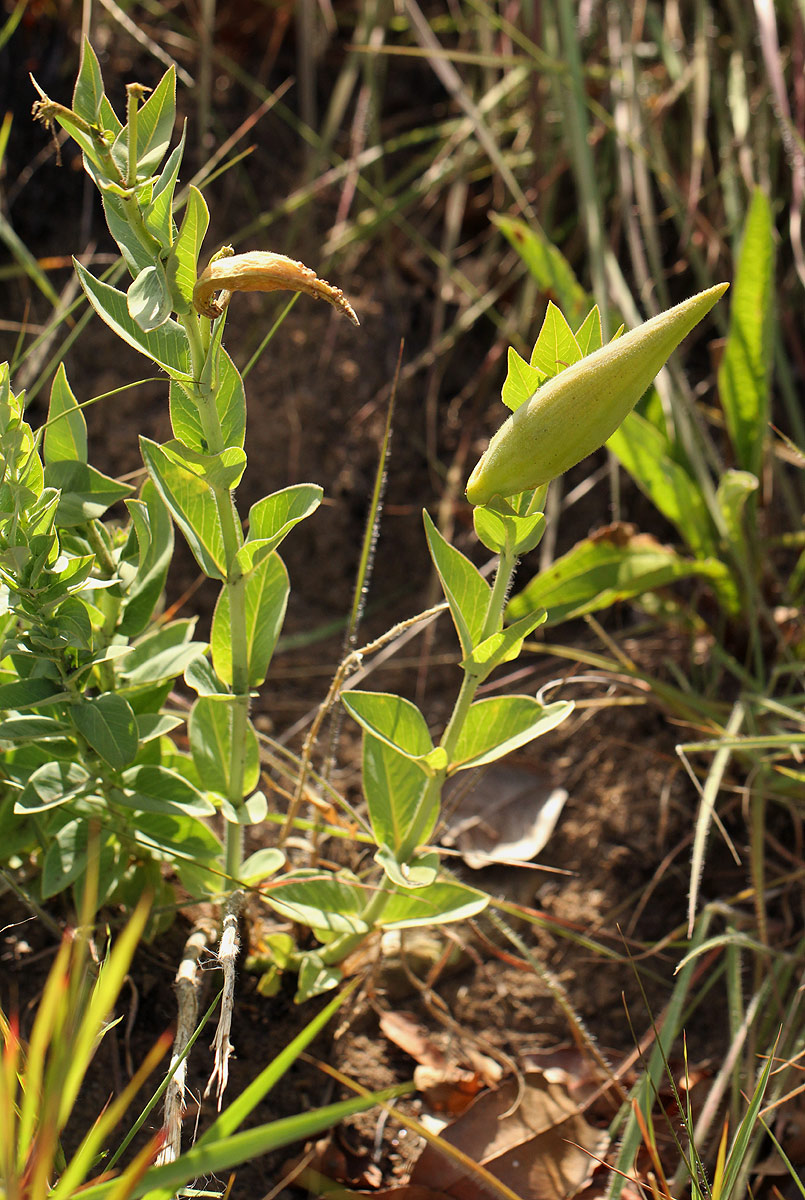 Gomphocarpus swynnertonii