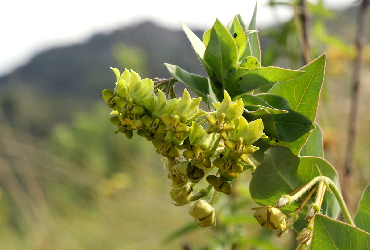 Gomphocarpus swynnertonii Gomphocarpus swynnertonii