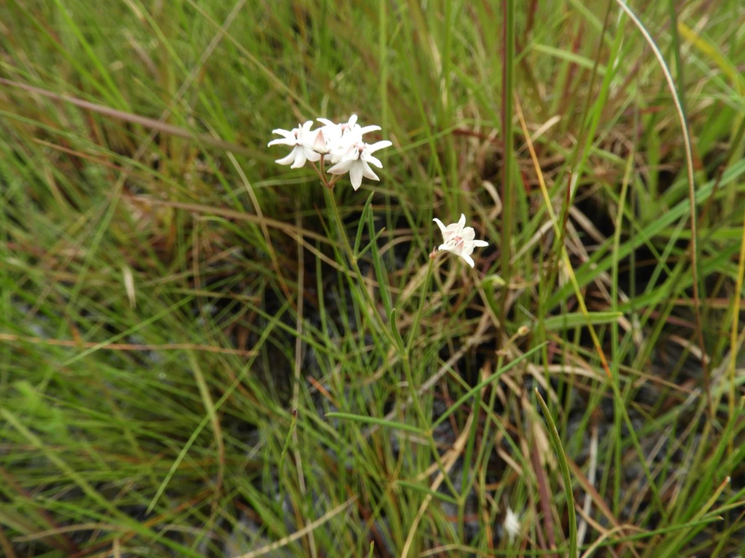 Asclepias randii