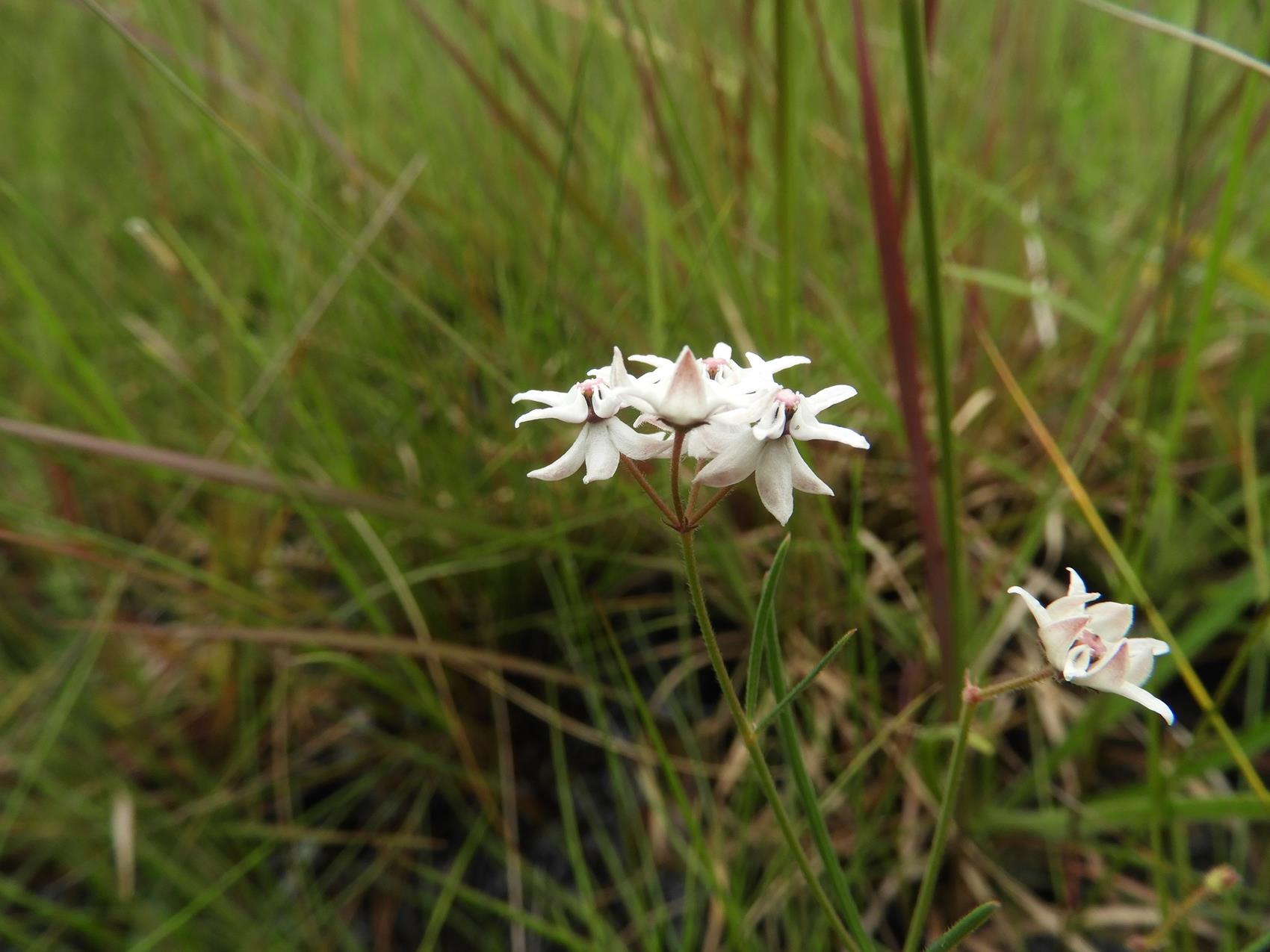 Asclepias randii