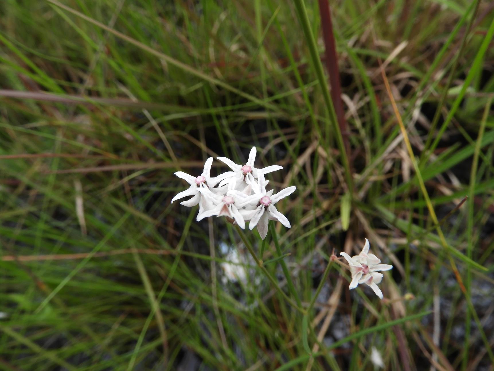 Asclepias randii