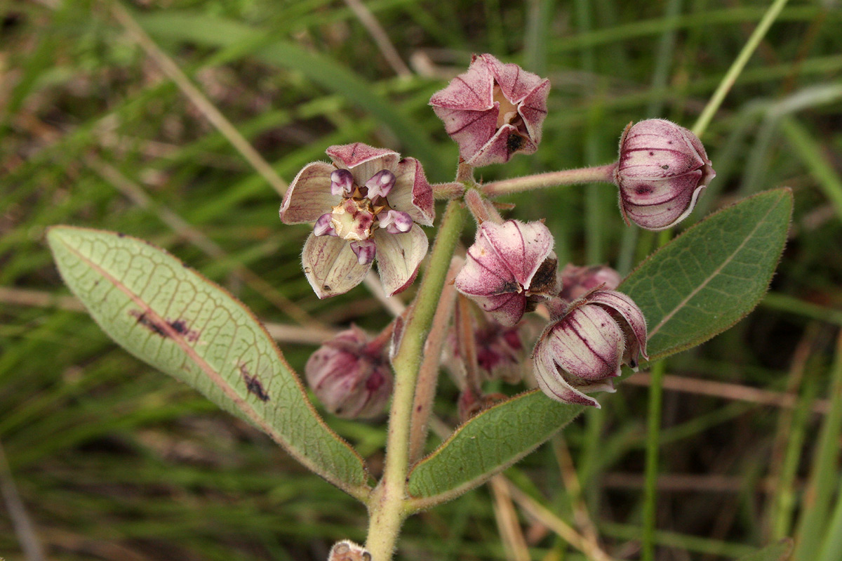 Pachycarpus bisacculatus