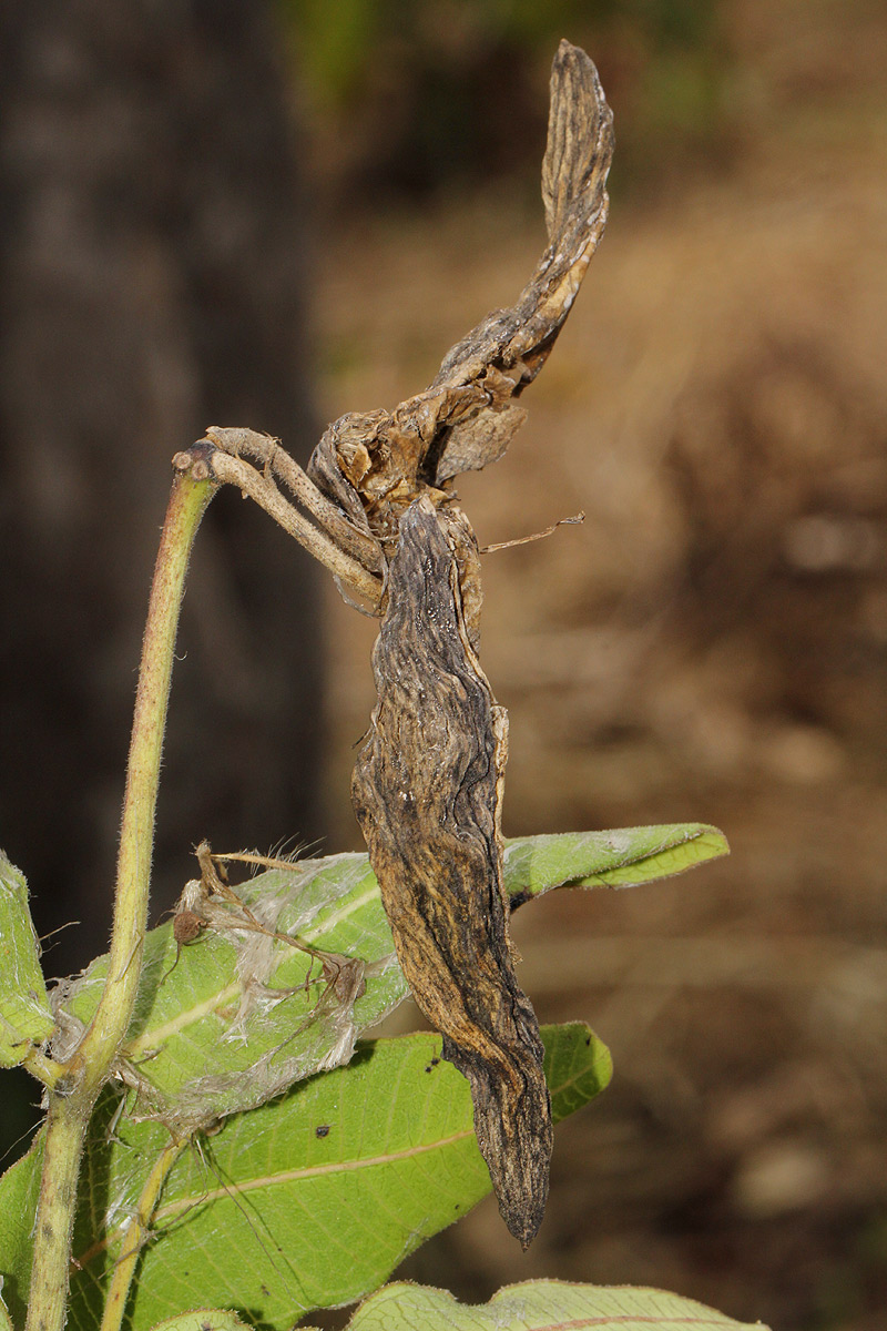 Pachycarpus bisacculatus
