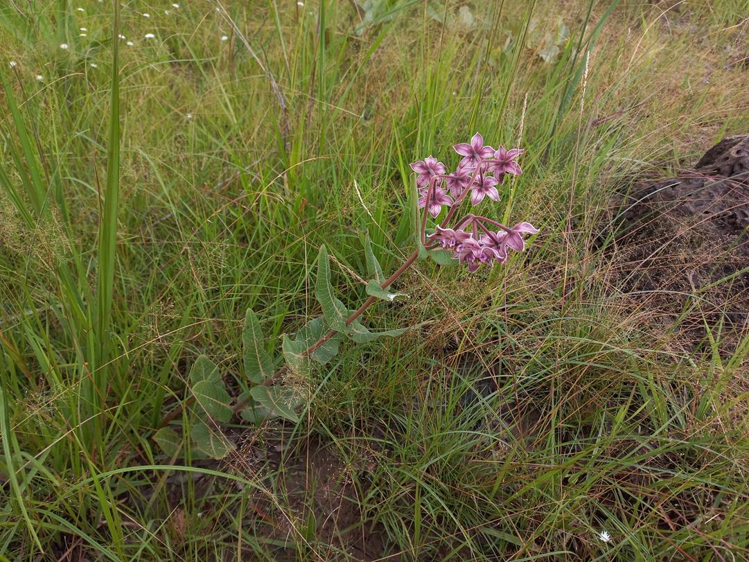 Pachycarpus bisacculatus