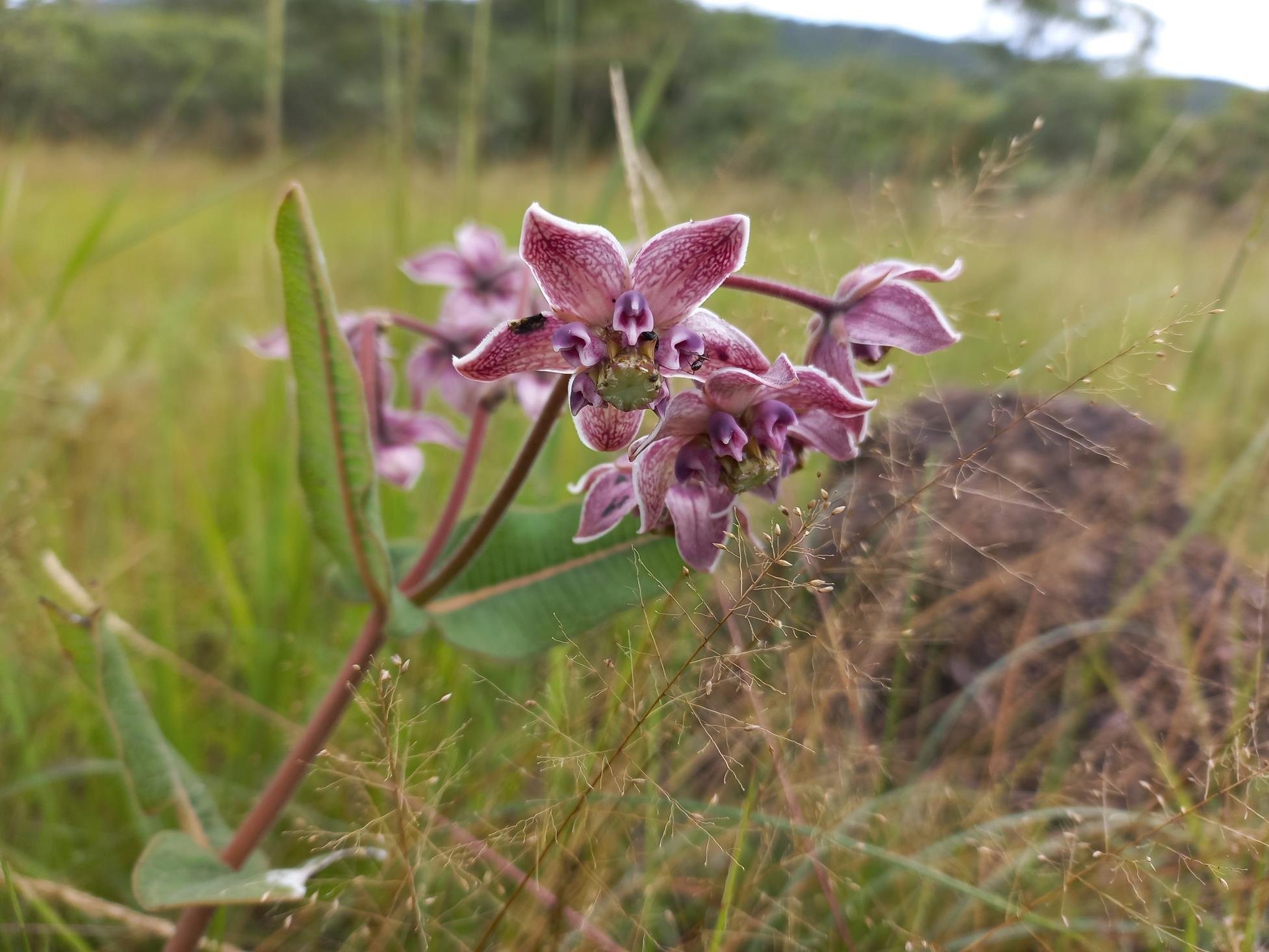 Pachycarpus bisacculatus