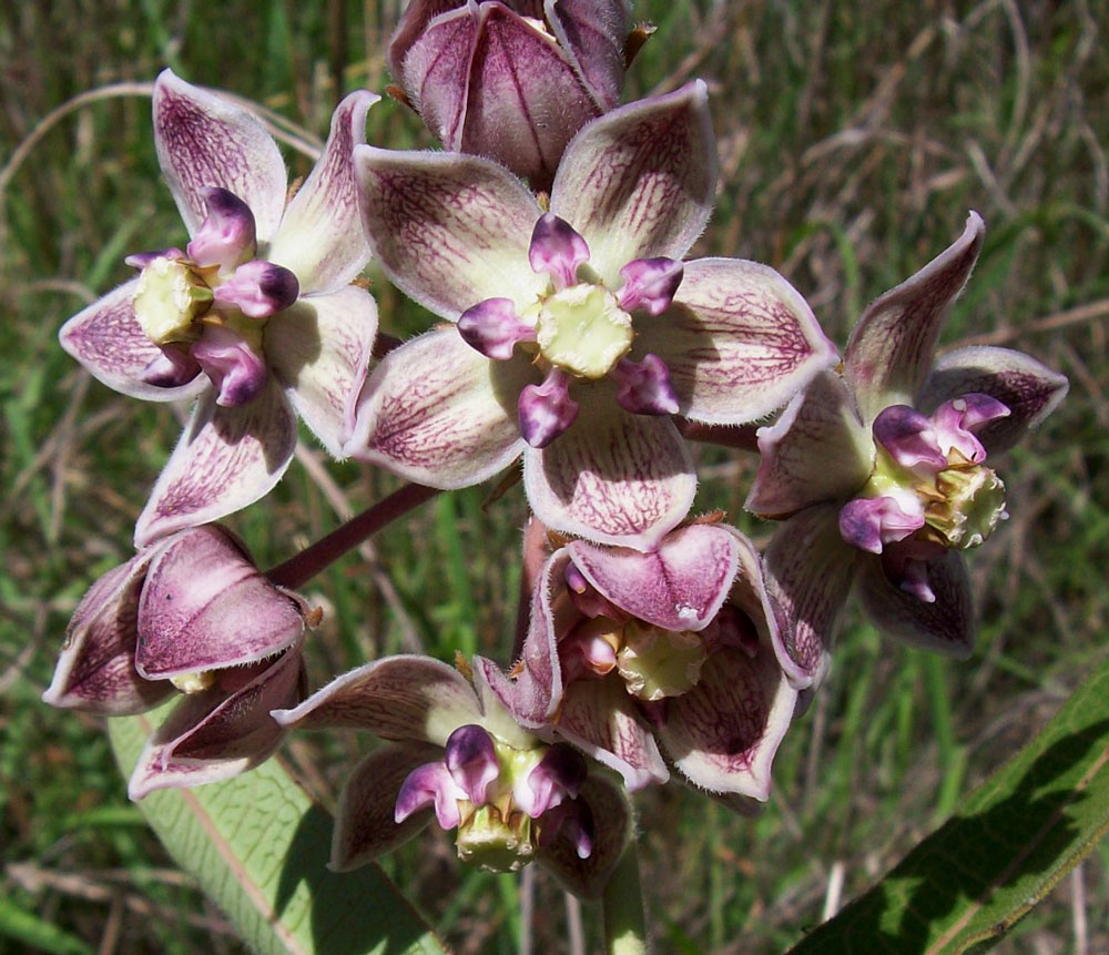 Pachycarpus bisacculatus