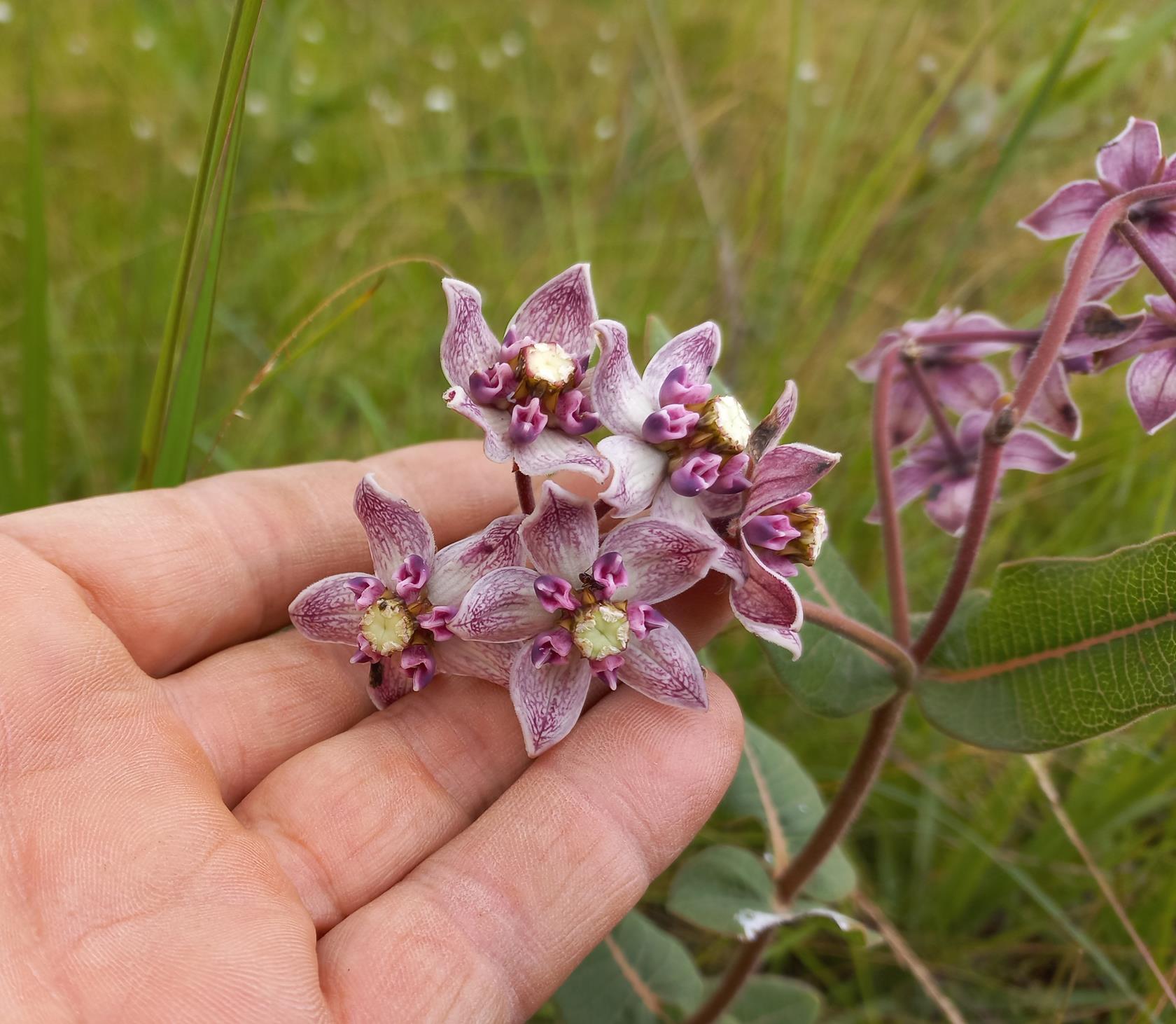 Pachycarpus bisacculatus