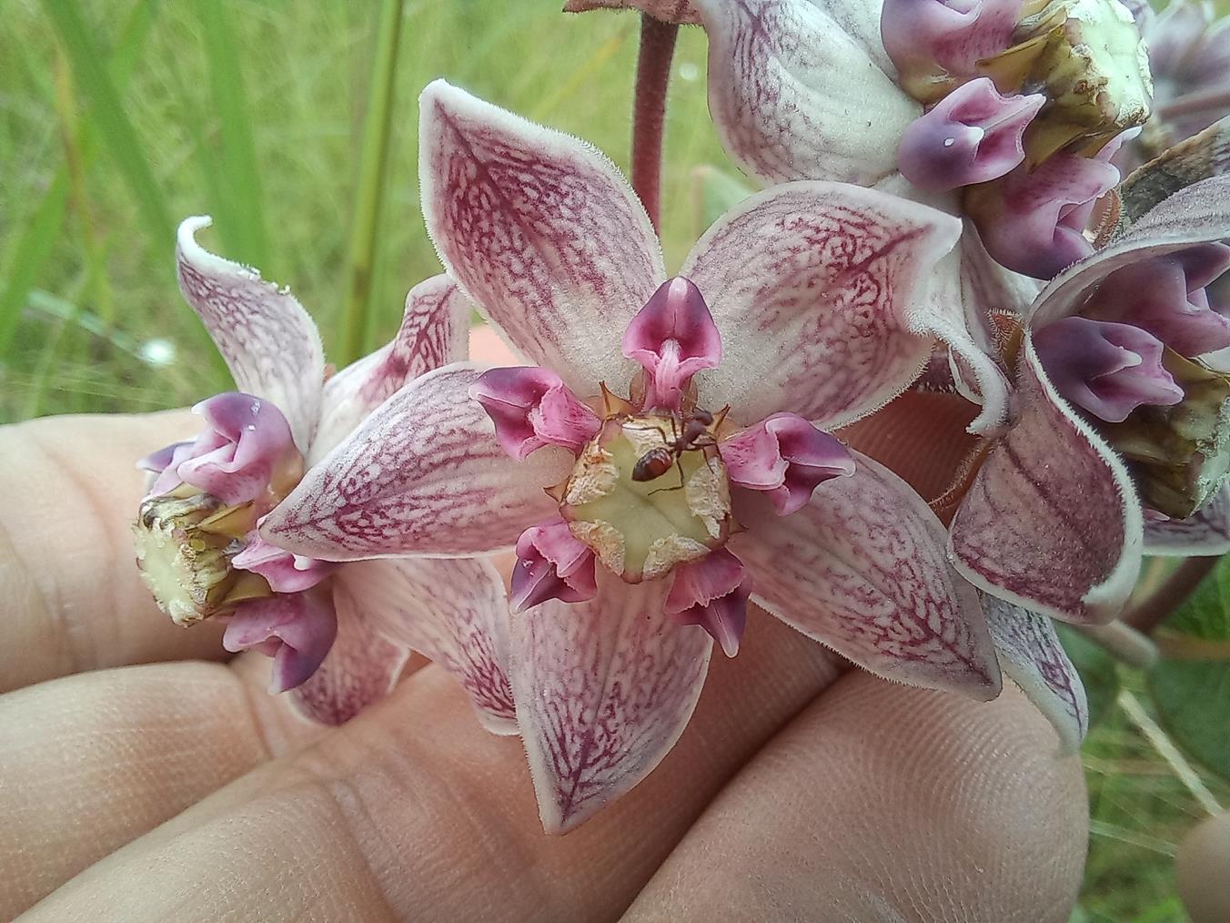 Pachycarpus bisacculatus