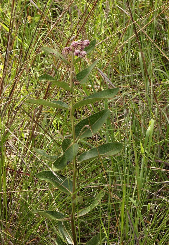 Pachycarpus bisacculatus