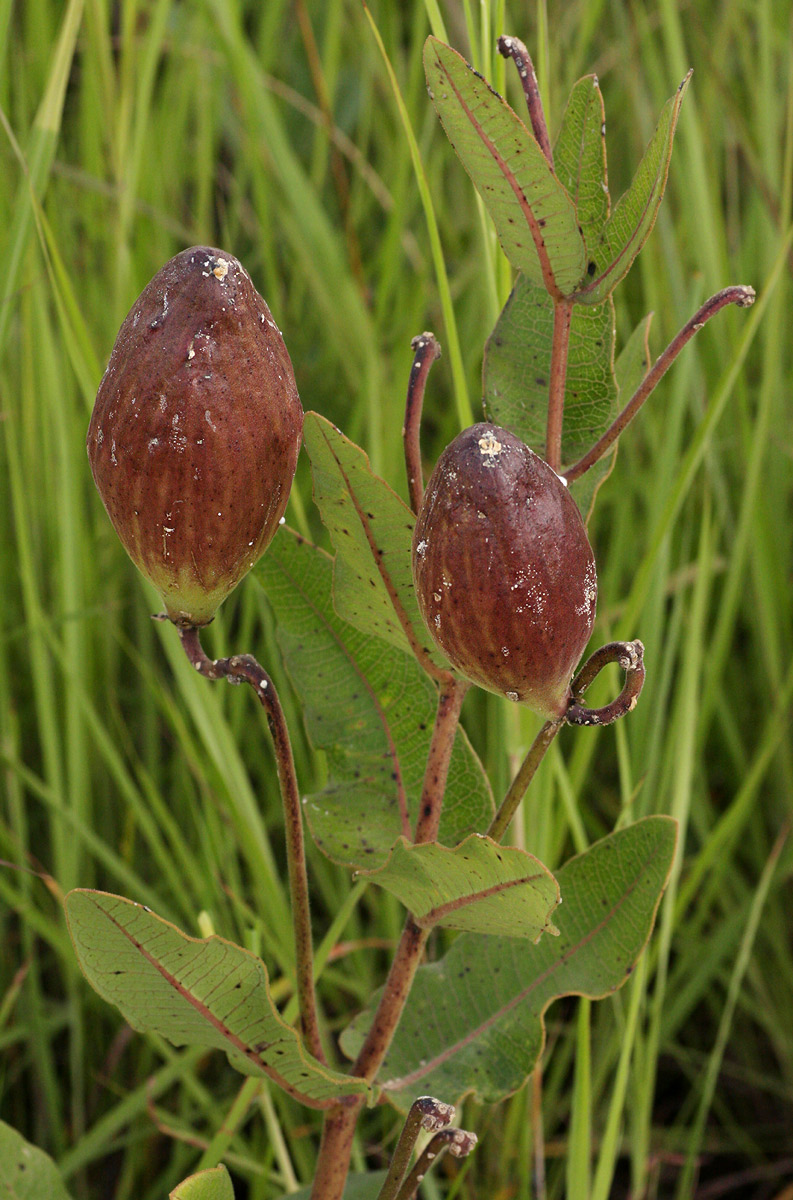 Pachycarpus bisacculatus