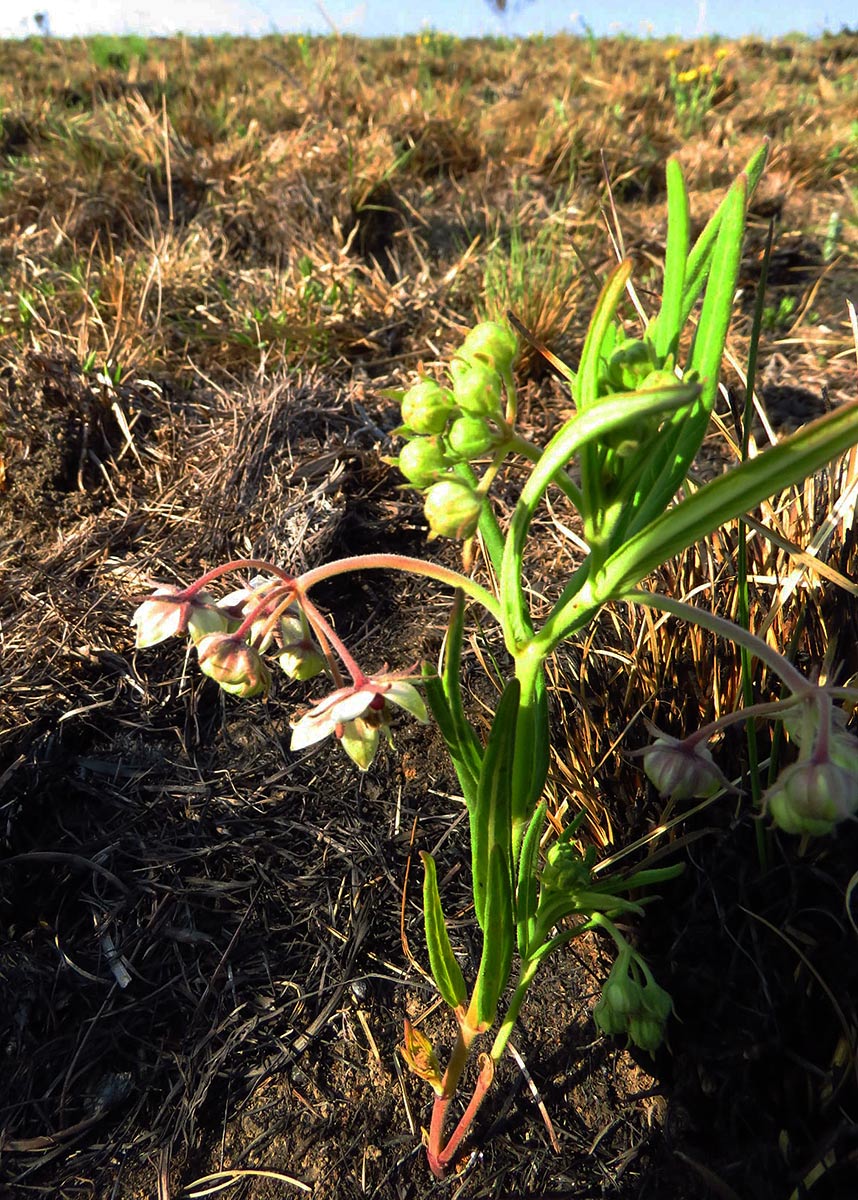 Asclepias palustris