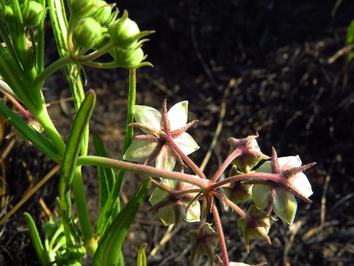 Asclepias palustris