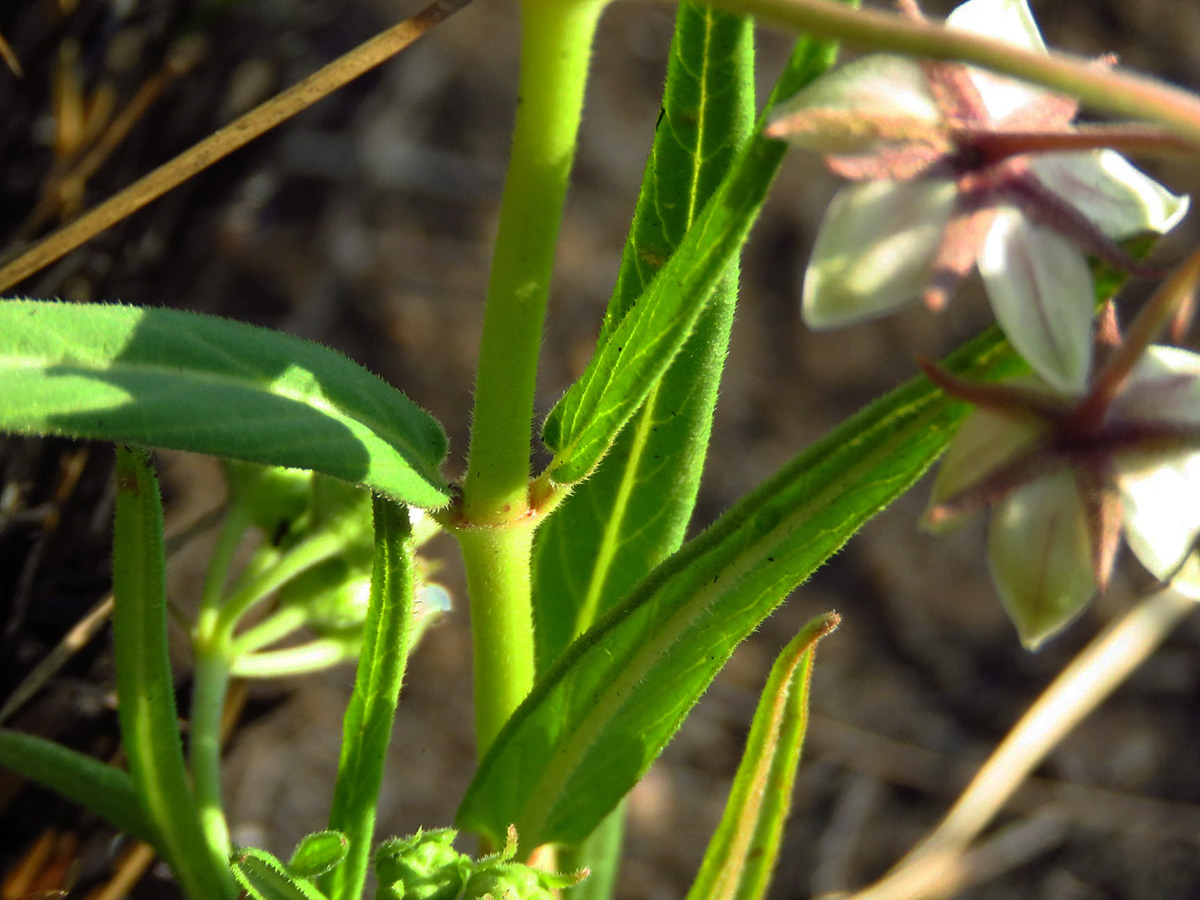 Asclepias palustris