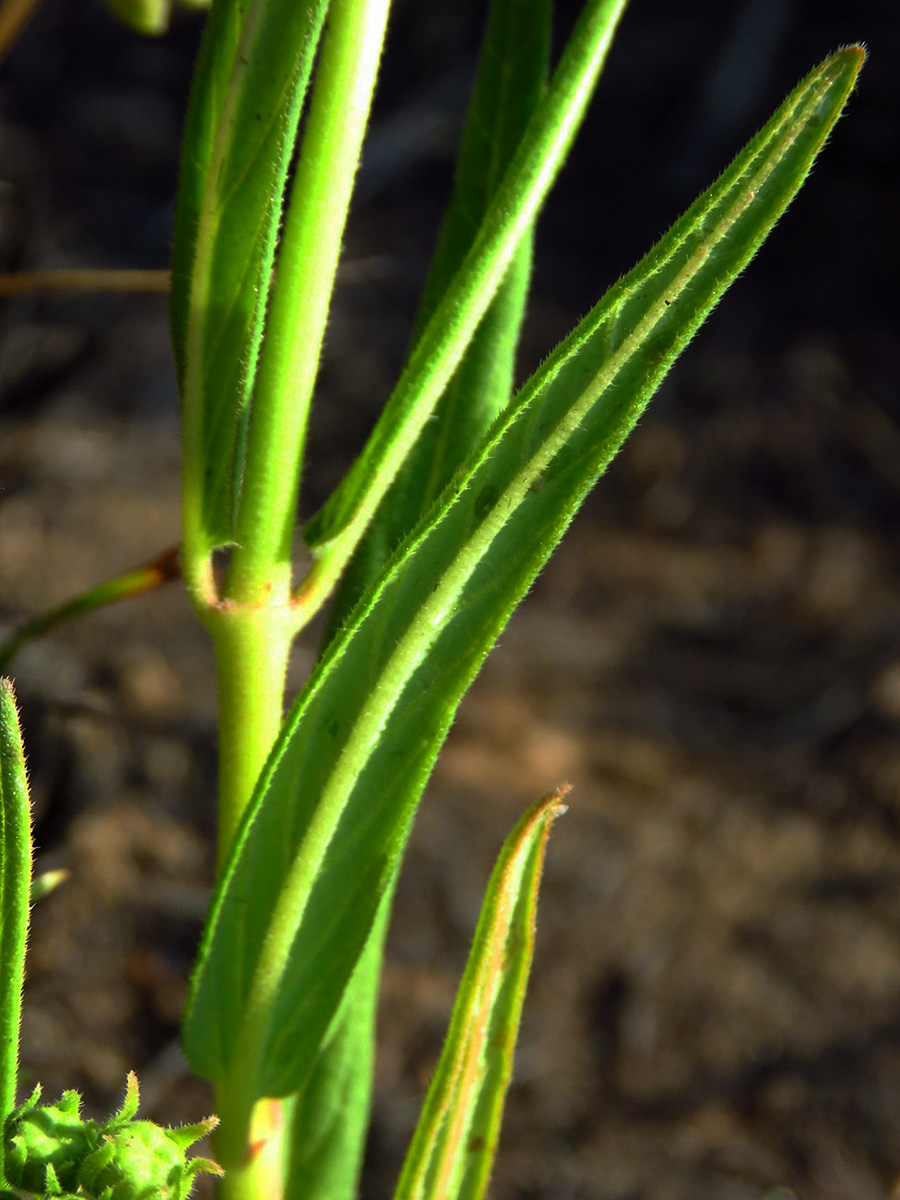 Asclepias palustris