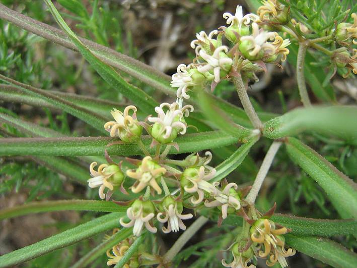 Stenostelma capense Stenostelma capense