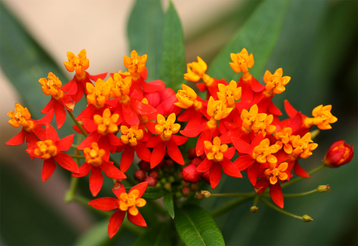 Asclepias curassavica
