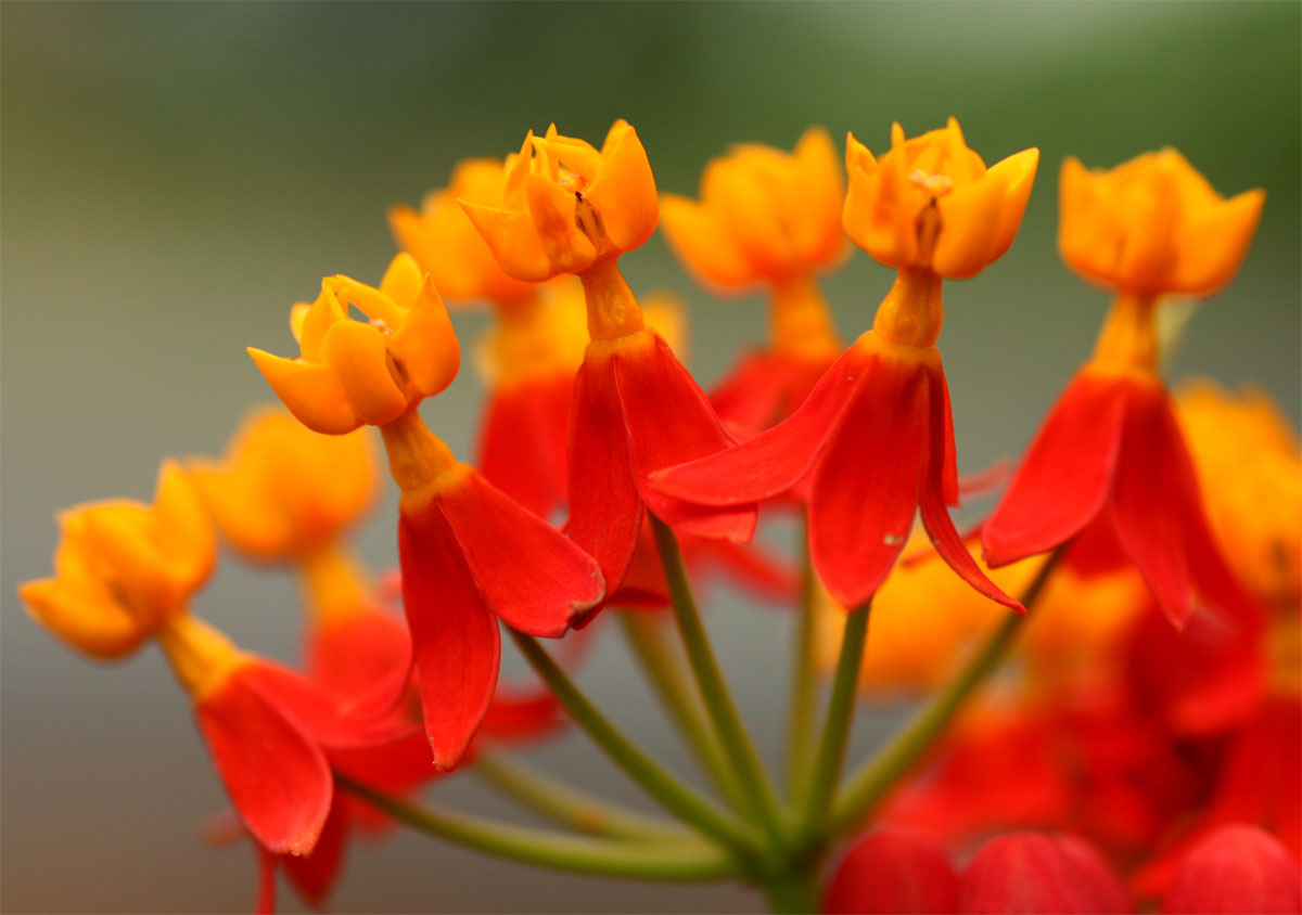 Asclepias curassavica