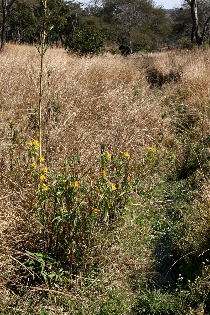 Asclepias curassavica