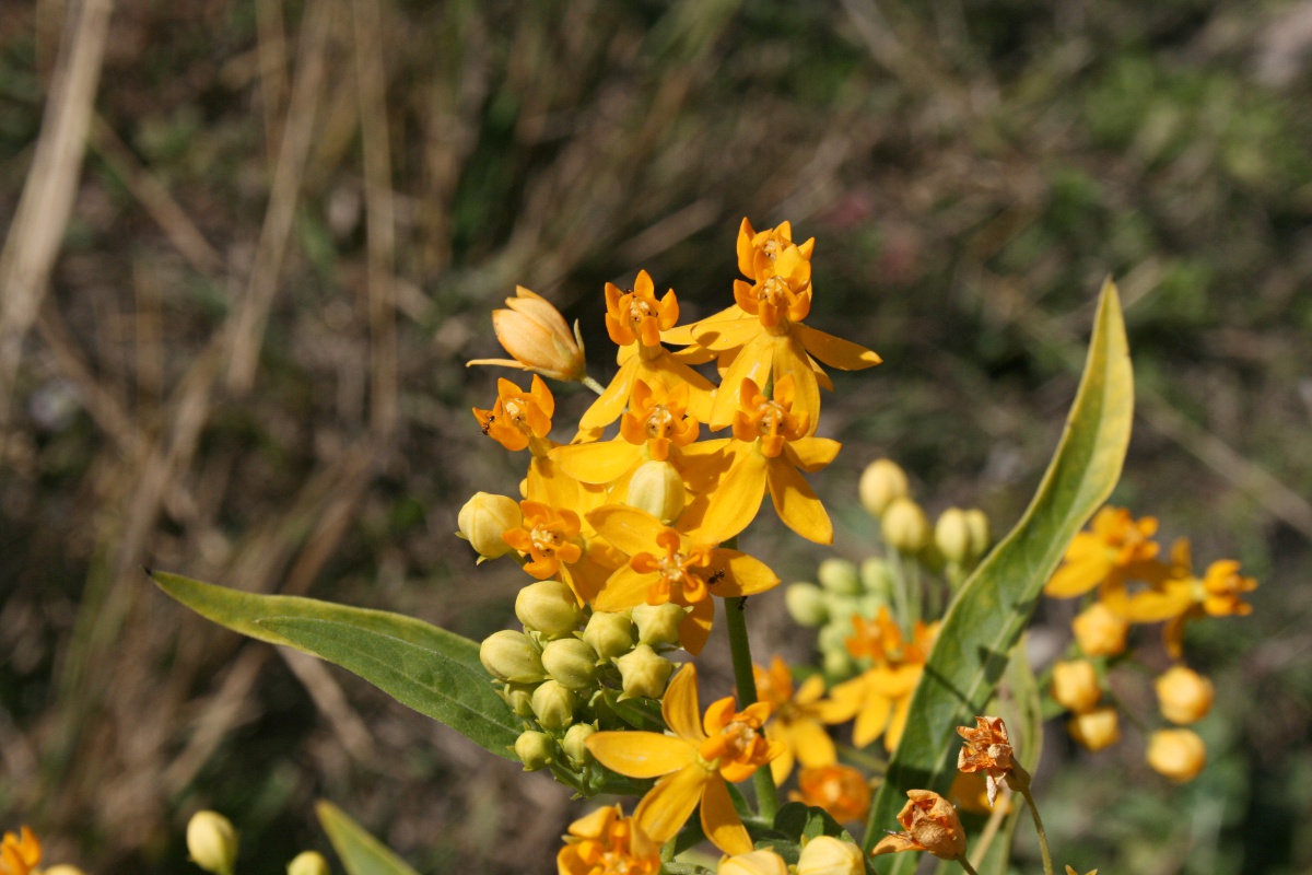 Asclepias curassavica Asclepias curassavica