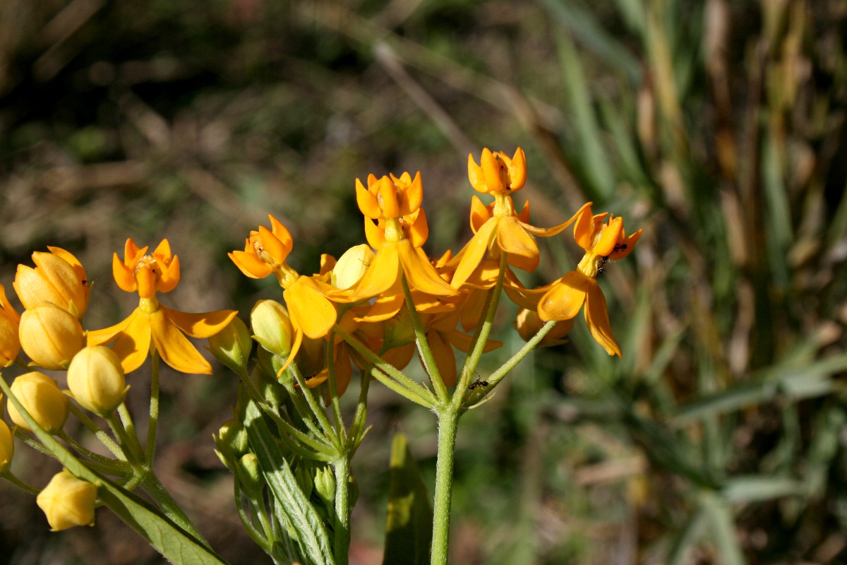 Asclepias curassavica