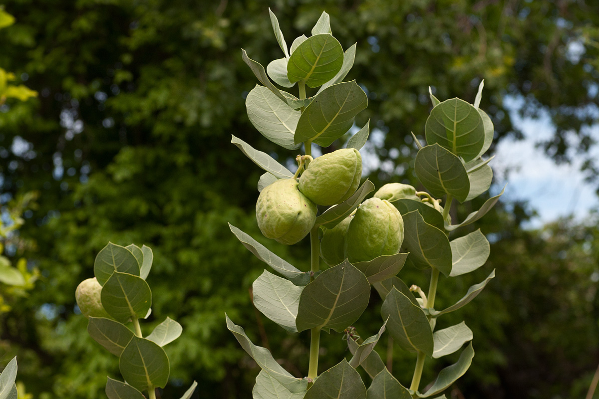 Calotropis procera Calotropis procera