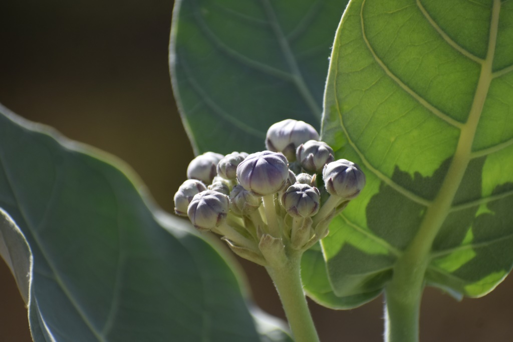 Calotropis procera