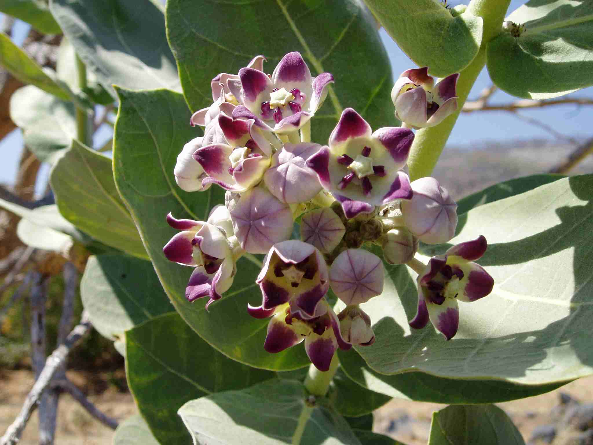 Calotropis procera