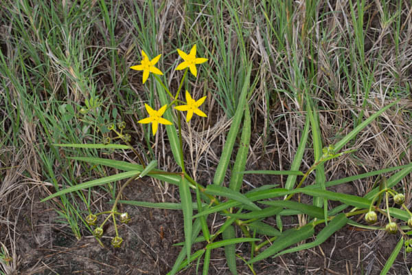 Stathmostelma fornicatum subsp. fornicatum