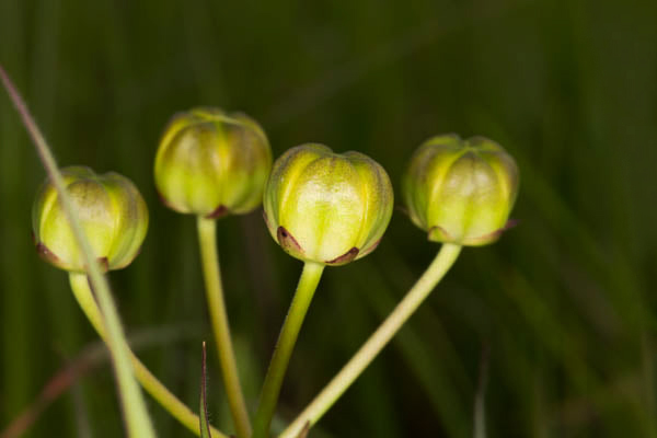 Stathmostelma fornicatum subsp. fornicatum