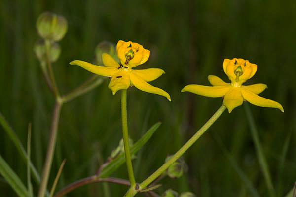 Stathmostelma fornicatum subsp. fornicatum