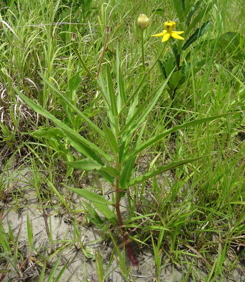 Stathmostelma fornicatum subsp. fornicatum