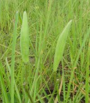 Stathmostelma fornicatum subsp. fornicatum